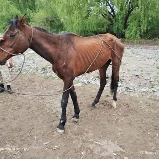 La Asociación PEMPA lleva a cabo una campaña de donación para salvar la vida de Durazno, un caballo pura sangre que sufrió maltrato animal y se encuentra en grave estado de salud.