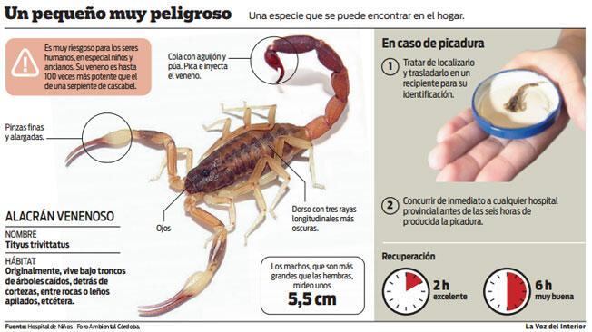 ALACRANES. Lo que hay que saber ante una picadura. 