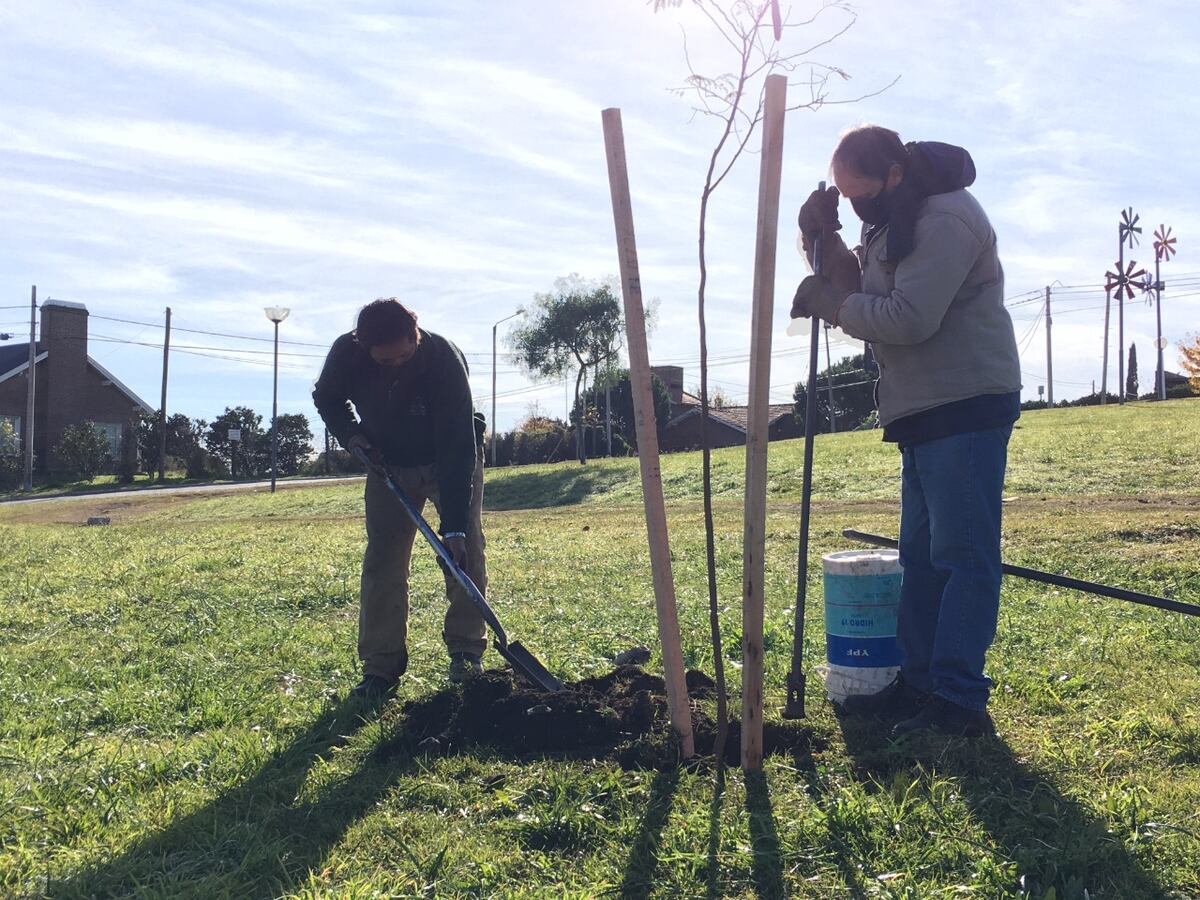 Crean un inventario forestal municipal