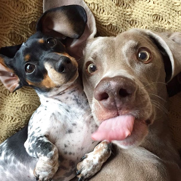 Las mejores selfies de animales. (Foto: Twitter)