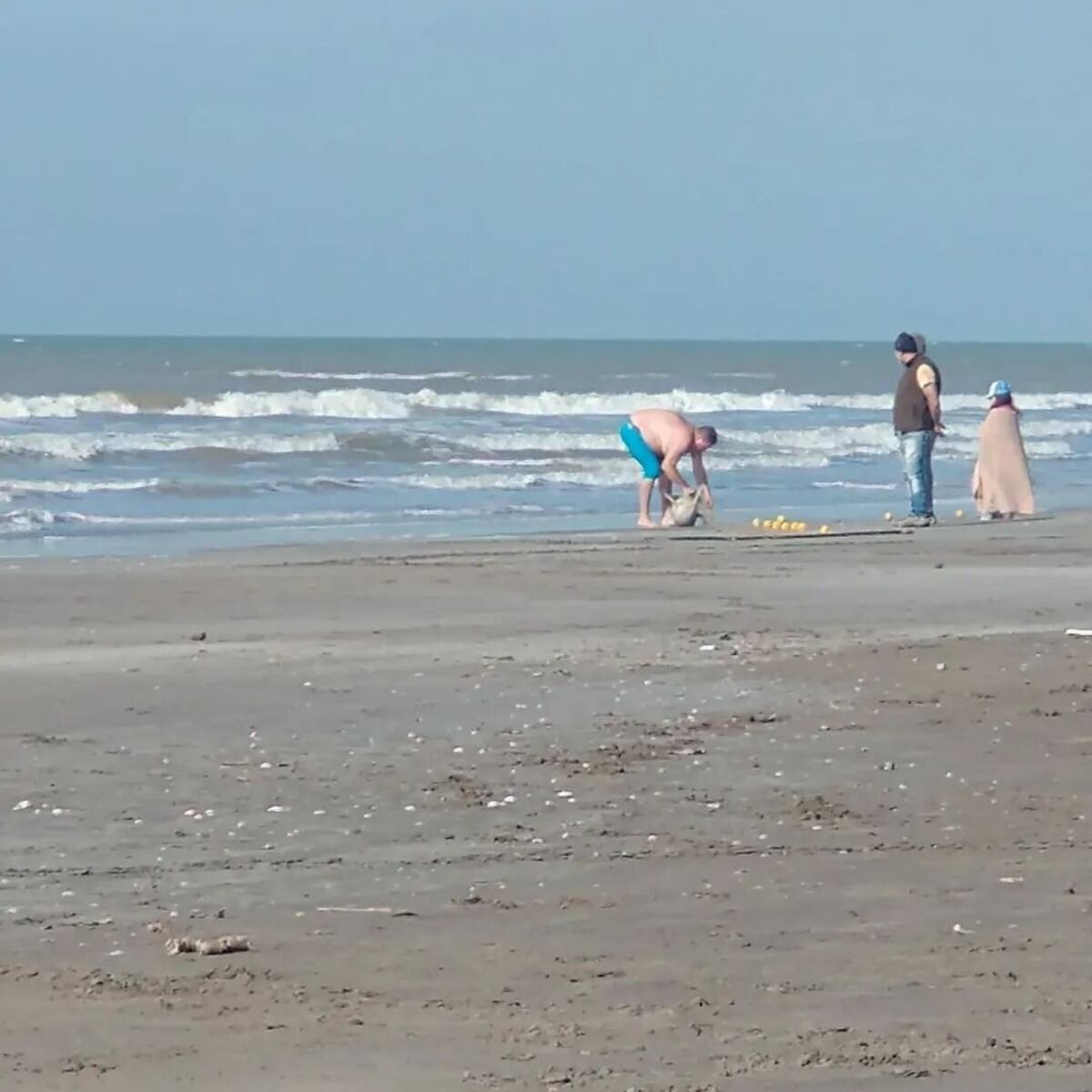 Fuerte repudio de ambientalistas contra el hombre que se llevó a un delfin de la playa
