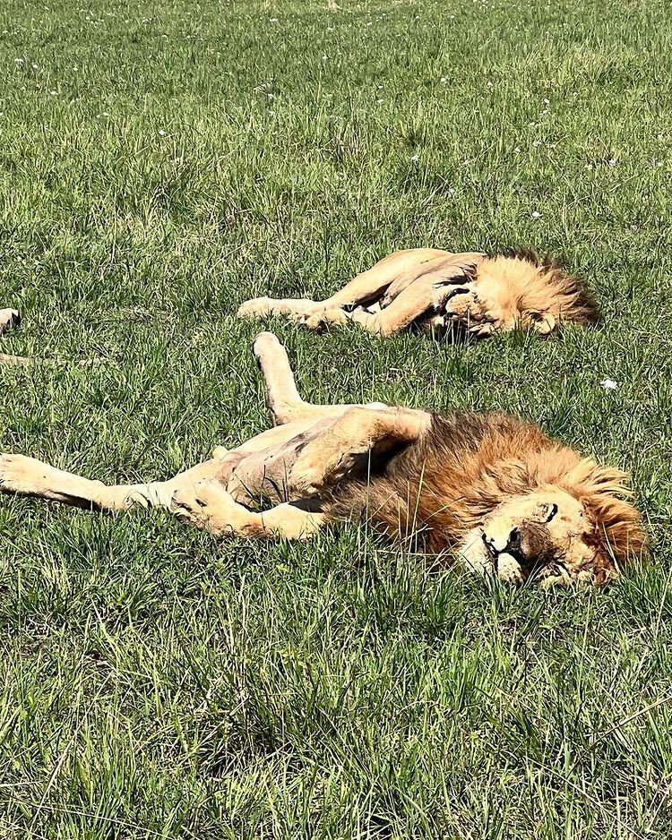 Las fotos de Wanda Nara desde Kenia.