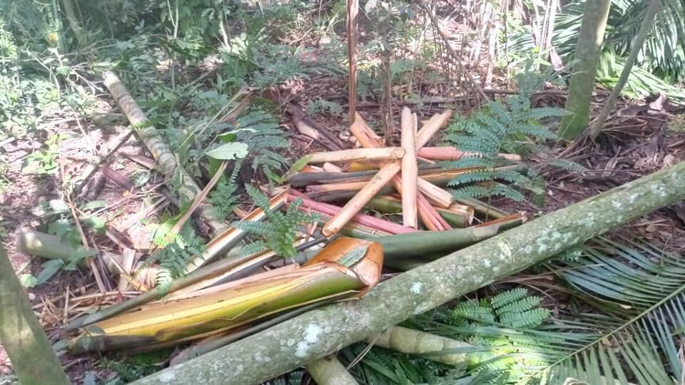 Un hombre detenido tras un robo de palmitos en un área protegida en “Puerto Península”