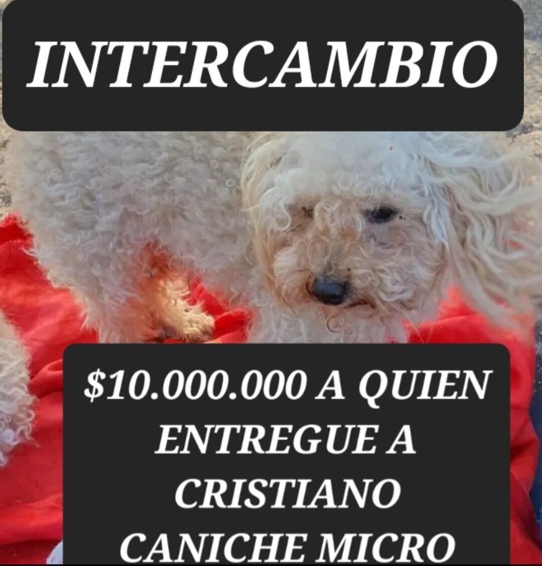 Cristiano perrito caniche extraviado en Arroyito