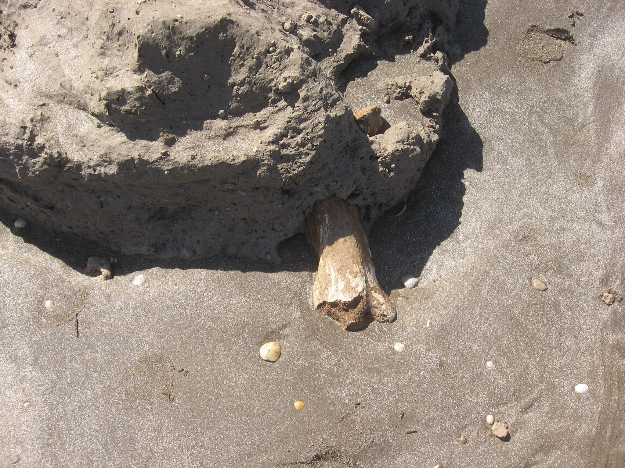 El descubrimiento fue este domingo en La Caleta – a 25 kilómetros de Mar del Plata-.