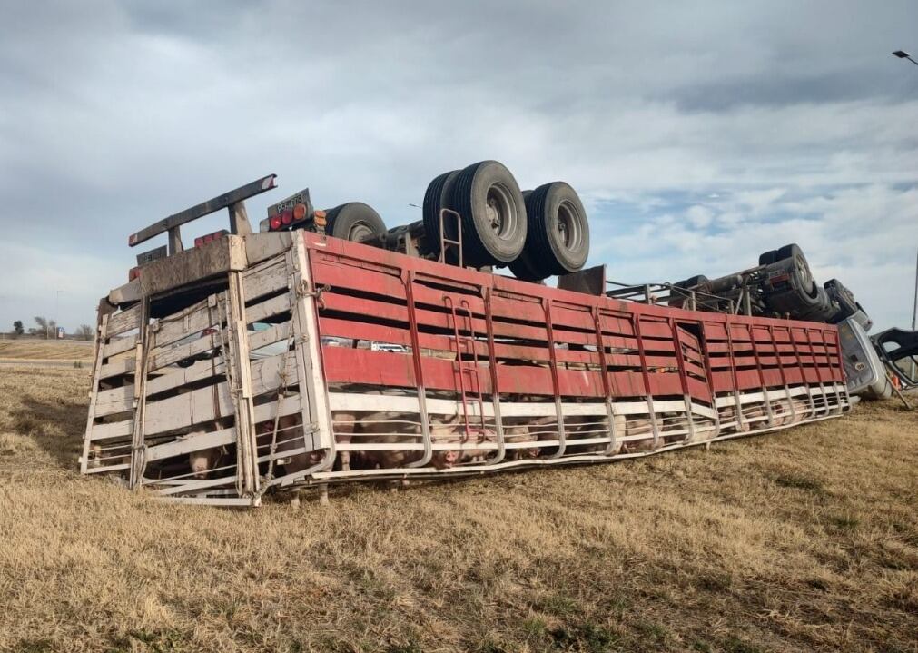 El camión llevaba 60 cerdos. (Policía)