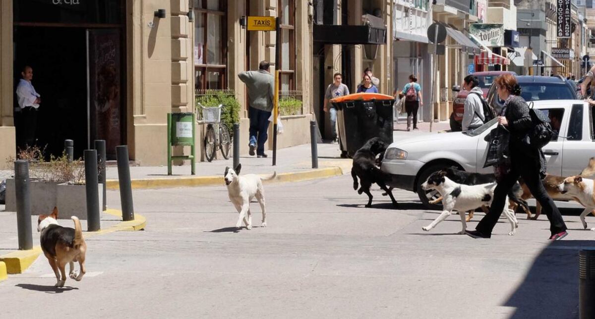 Una mujer enfrentó a adolescentes para defender a sus perros y se volvió viral en Tik Tok