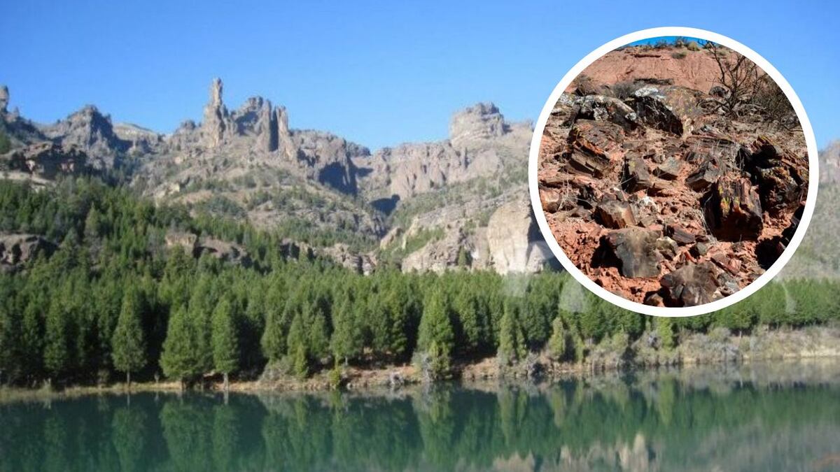 Un bosque de Neuquén con árboles pertenecientes al período de los dinosauros fue declarado Patrimonio Cultural e Histórico