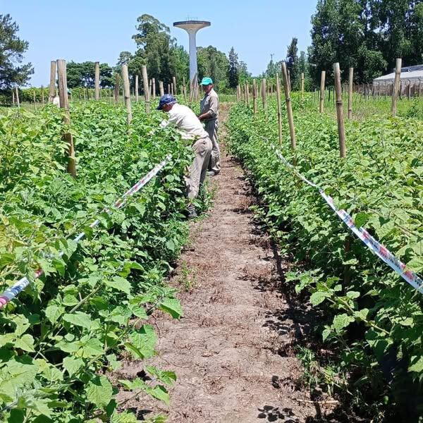 INTA Famaillá se encuentra trabajando para potenciar este cultivo autóctono.