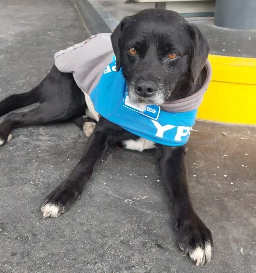 El perrito callejero fue adoptado por los trabajadores y le confeccionaron su propio uniforme.