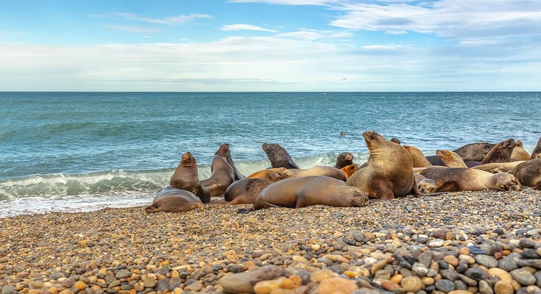 Los lobos marinos están durante todo el año en Puerto Madryn.