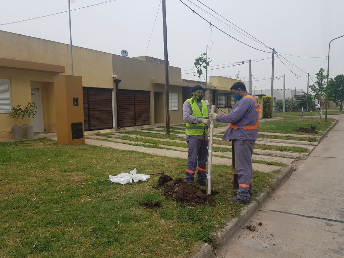 “Quiero un árbol en mi vereda”, una interesante propuesta municipal