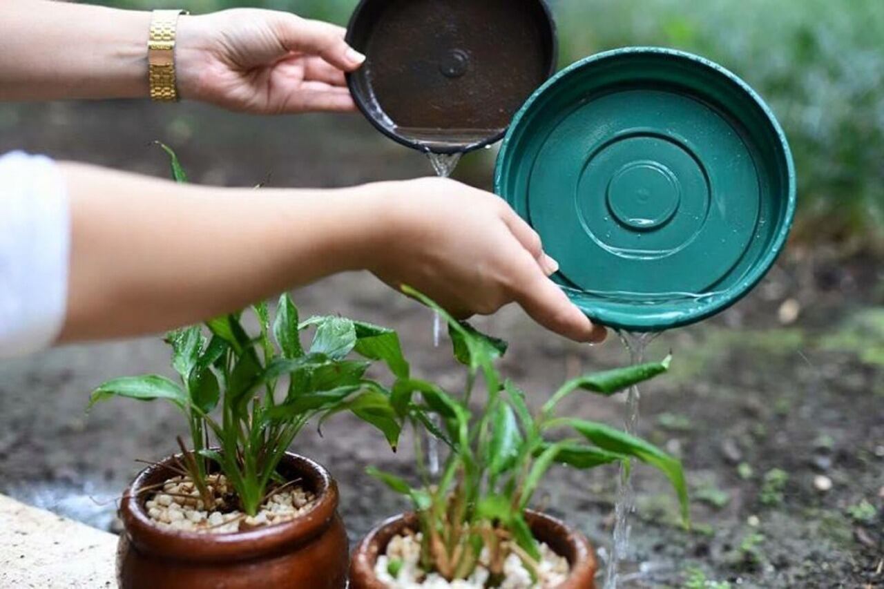 Limpieza de patios, clave para evitar el dengue