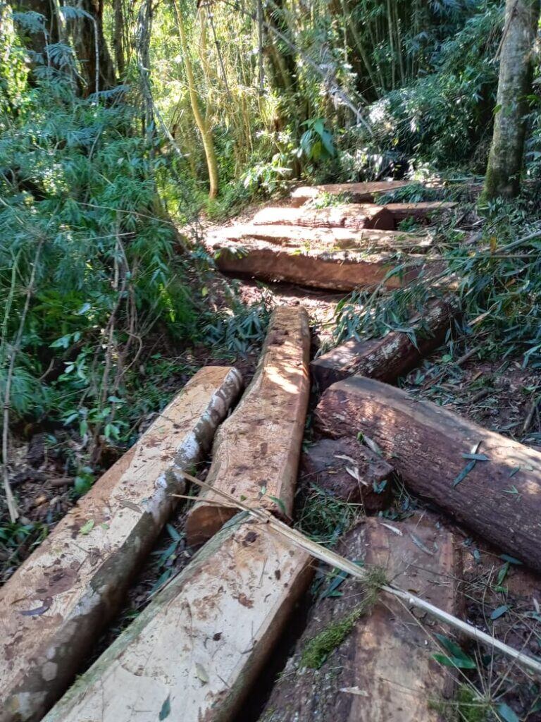 La policía evitó el robo de madera nativa en la Biosfera del Yabotí.