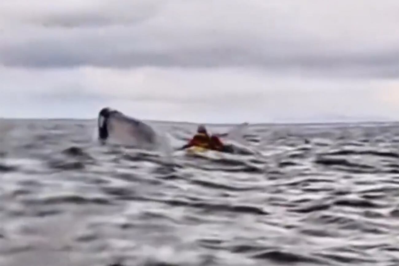 Una ballena jorobada tragó a un joven que practicaba kayak en el estrecho de Magallanes y luego lo expulsó (Captura de video).