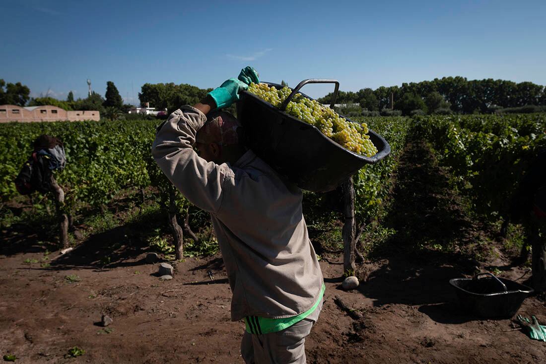 Mendoza 11 de febrero 2021 Sociedad

Cosecha, Bodega Lagarde
Varietal Semillon 

Foto: Ignacio Blanco / Los Andes
