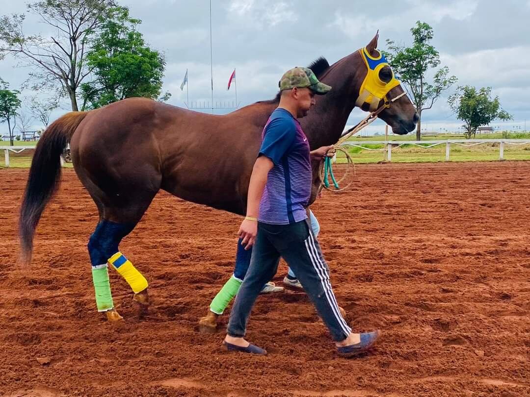 “Habibi Seis”, el caballo que recibió eutanasia. (Misiones Online)