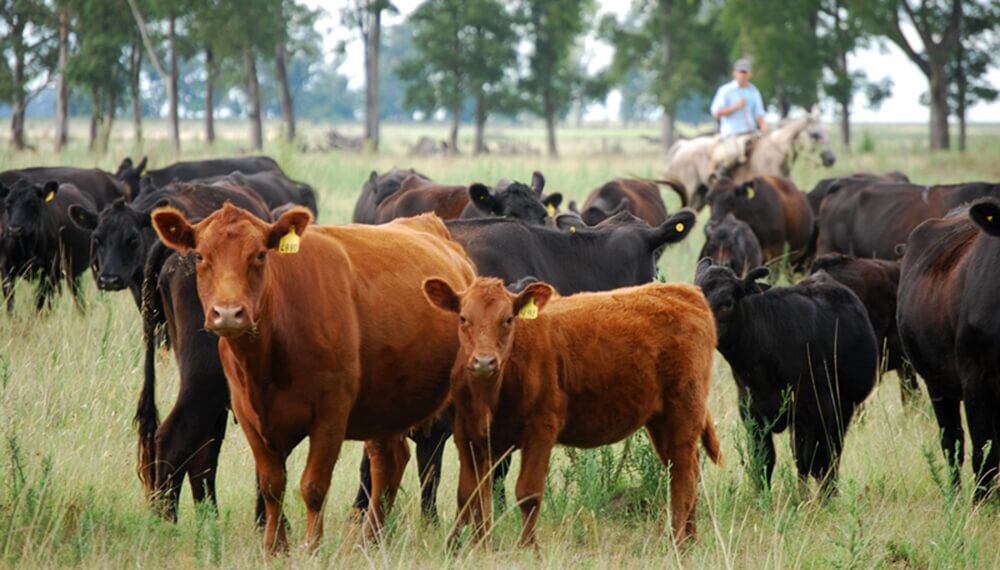 Inseminaciones de rodeo