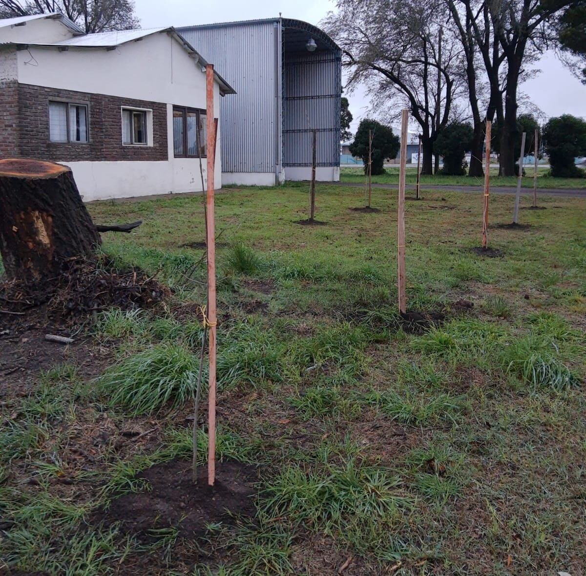 Tres Arroyos plantan fresnos en el predio de la Cabina Sanitaria