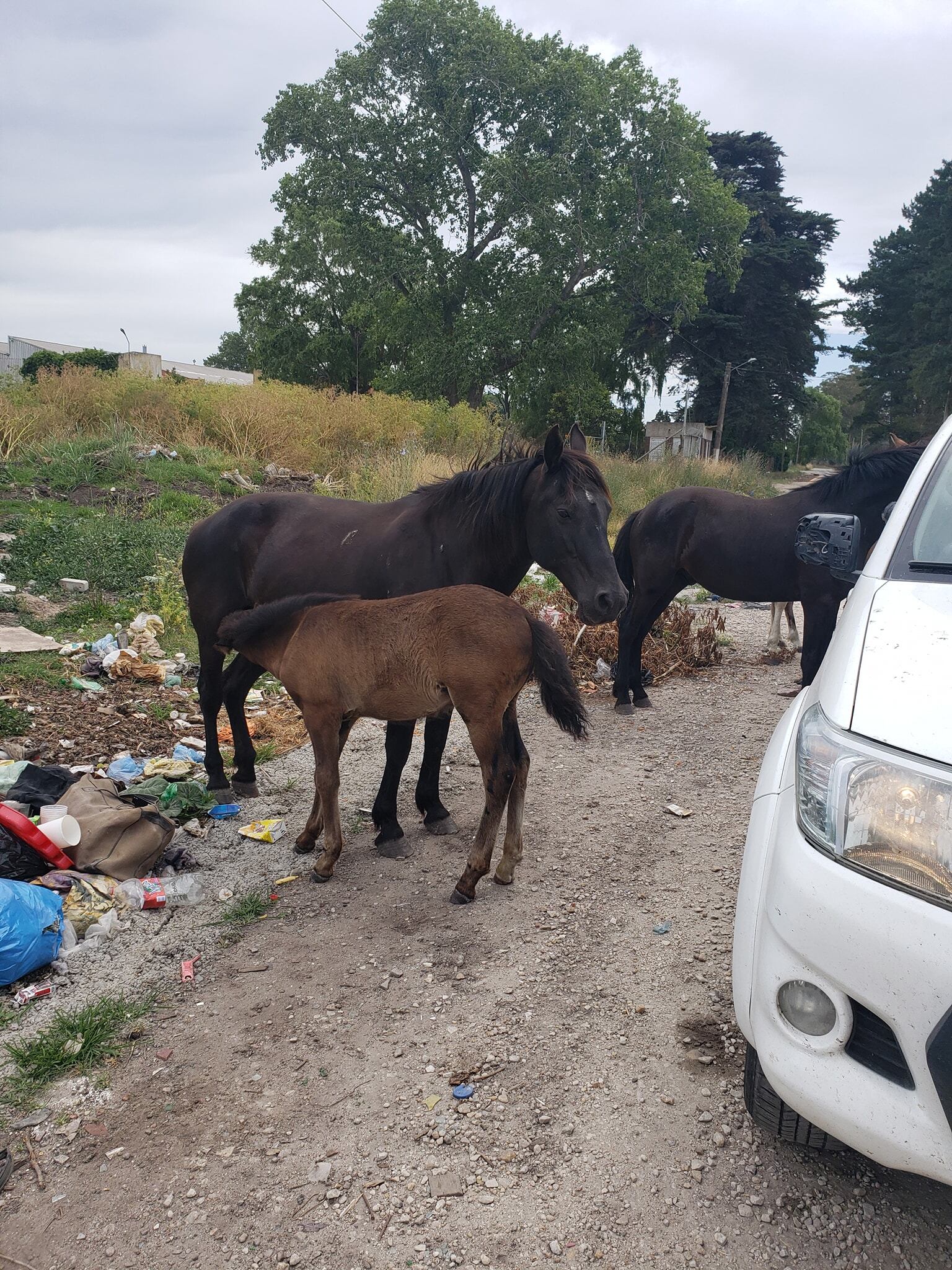 Animales sueltos y microbasurales a la vera de la Ruta 88