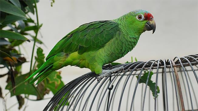 La especie se trata de un especimen local llamado loros keas. 