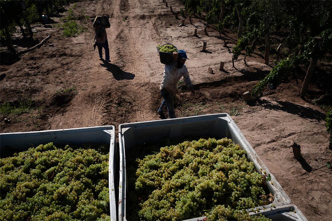 Cosecha, Bodega Lagarde
Varietal Semillón