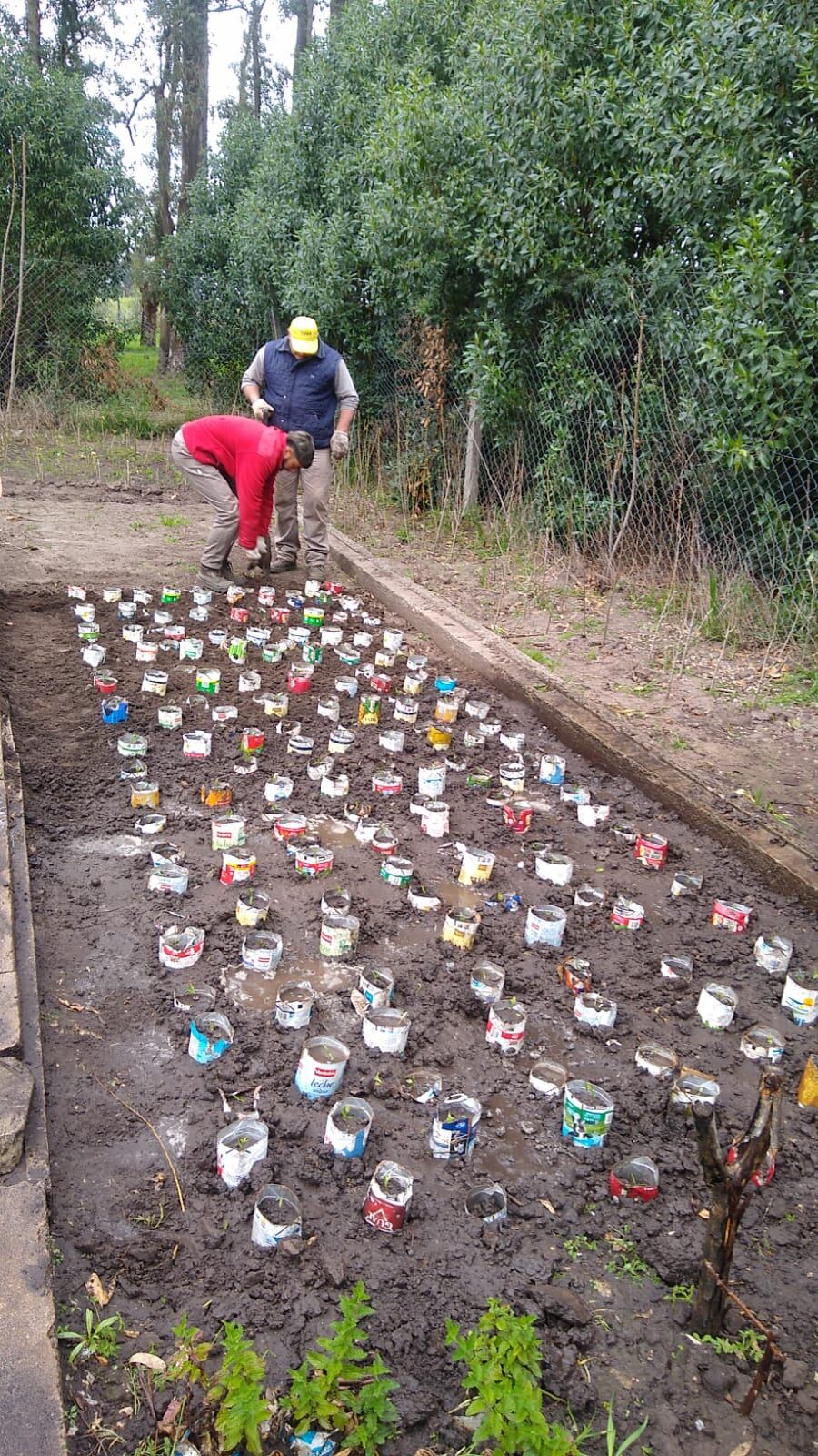 Con envases de Tetra Brik se cultivaron 
más de cinco mil especies en el Parque Cabañas.