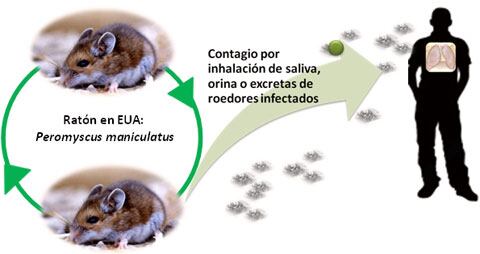 Murió un joven en Bariloche de hantavirus y crece la preocupación en el sistema de salud 