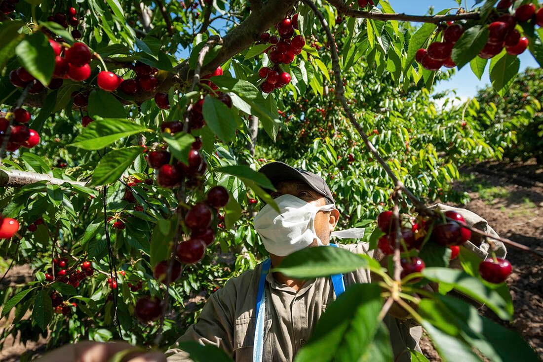 Cosechas de cereza, Luján de Cuyo

Foto: Ignacio Blanco / Los Andes
