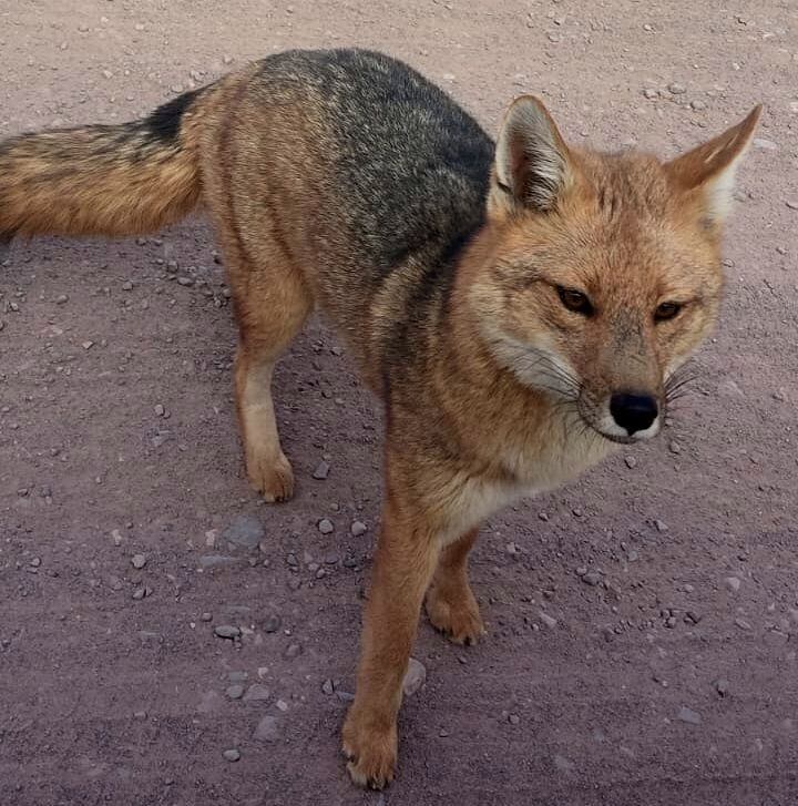 Tincho, fue fotografiado cuando se acercó a un auto de un turista.