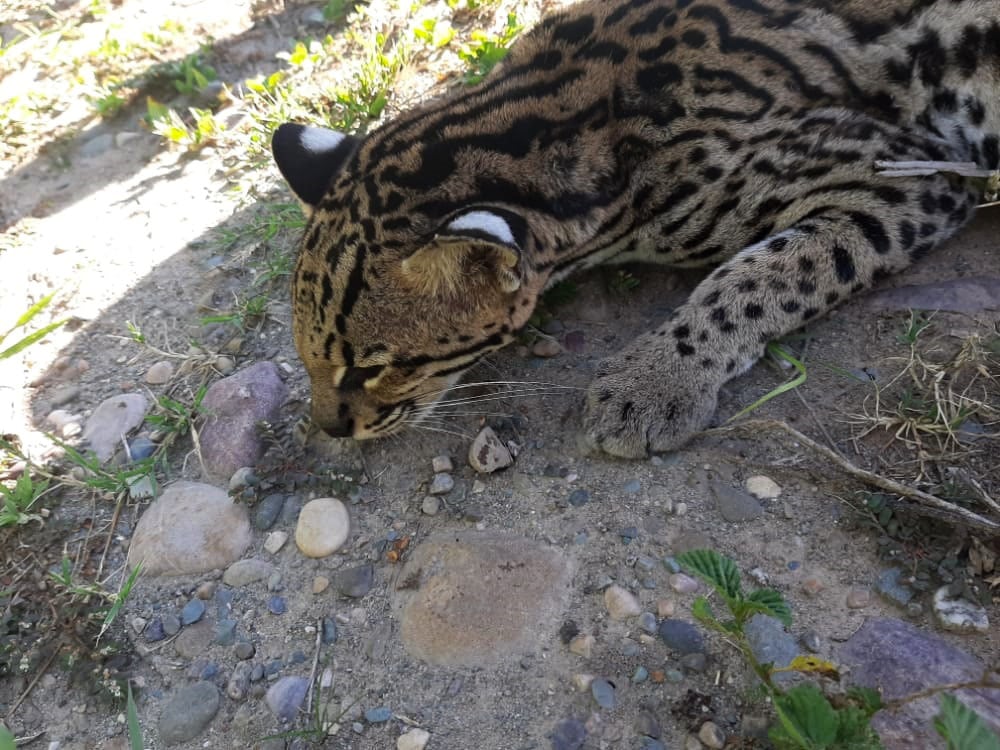 Rescataron un ocelote herido en el norte de Salta