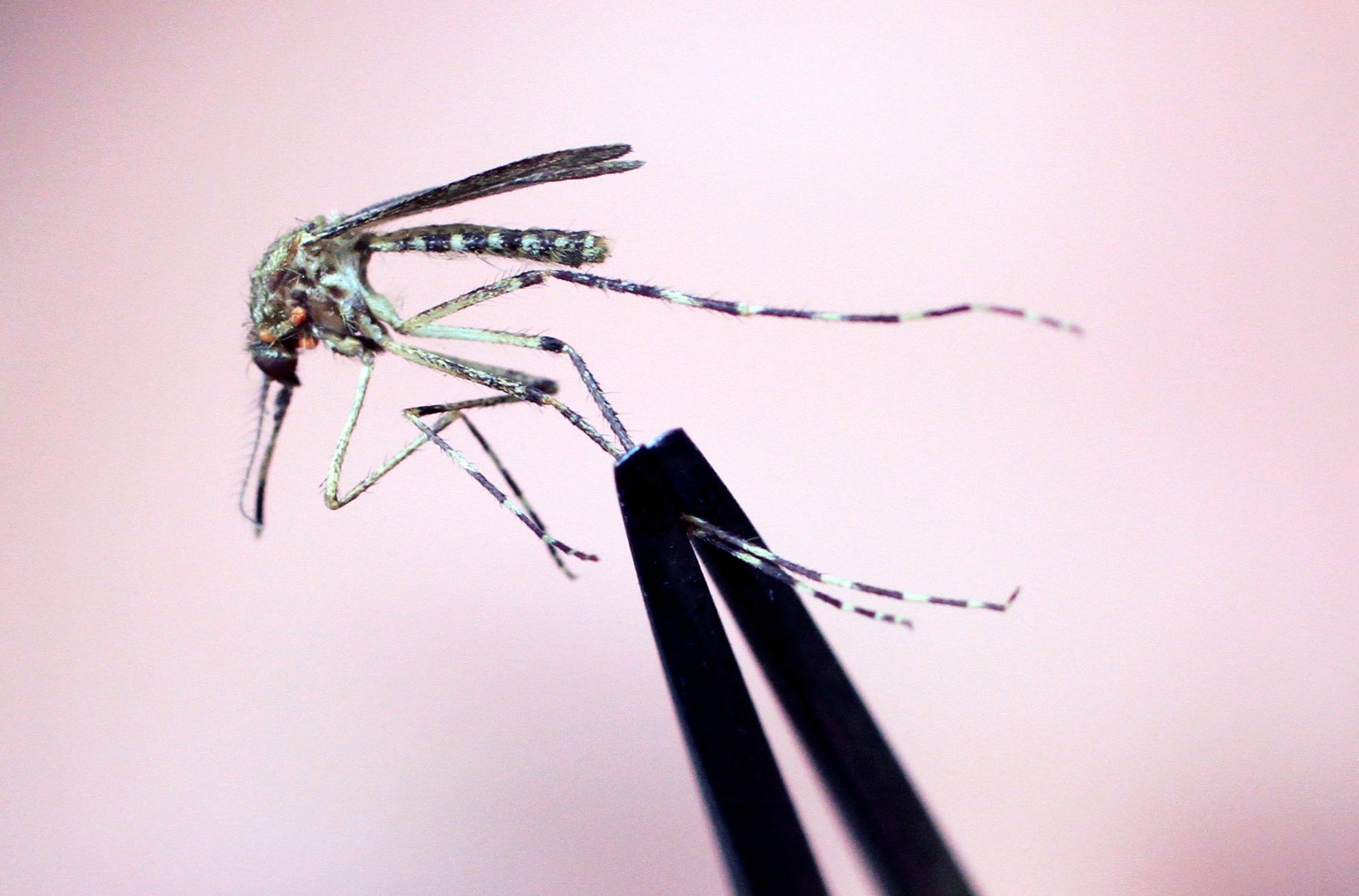 ARCHIVO - Un mosquito Cattail es inspeccionado el miércoles 8 de septiembre de 2010, en South Portland, Maine.(AP Foto/Pat Wellenbach, Archivo)