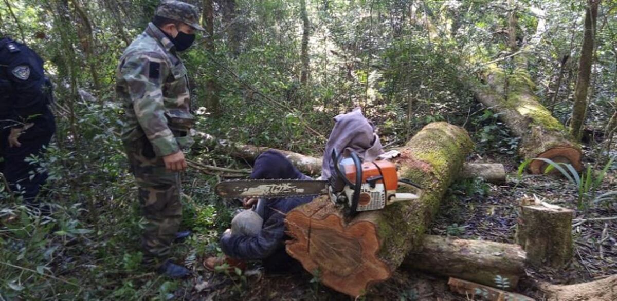 Interceptaron apeo ilegal de madera nativa en 9 de Julio