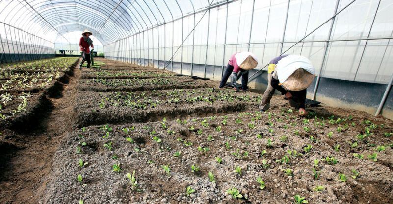 Cultivo en interiores Taiwanes