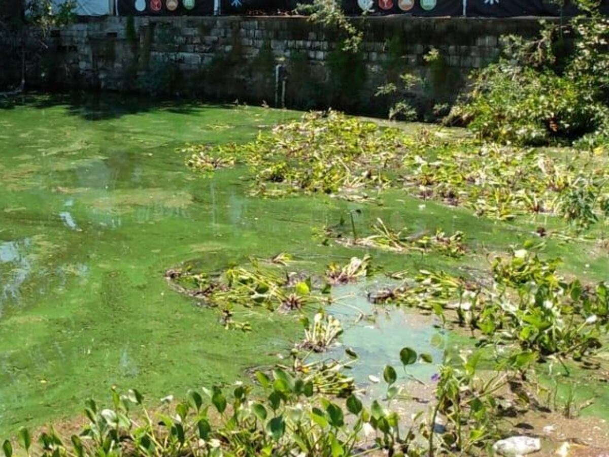 Carlos Paz continúa con el plan de mitigación: se colocaron camalotes en bahías del lago San Roque