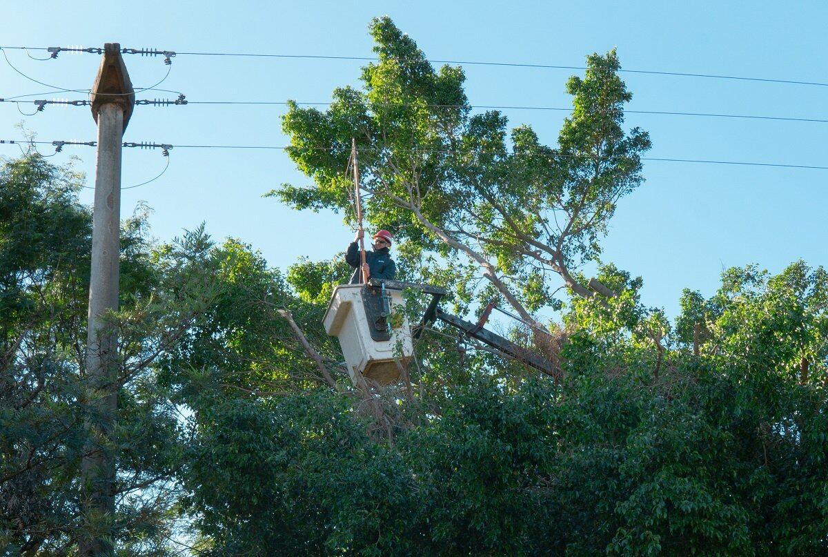 Energía de Misiones se encuentra realizando podas en varias localidad.