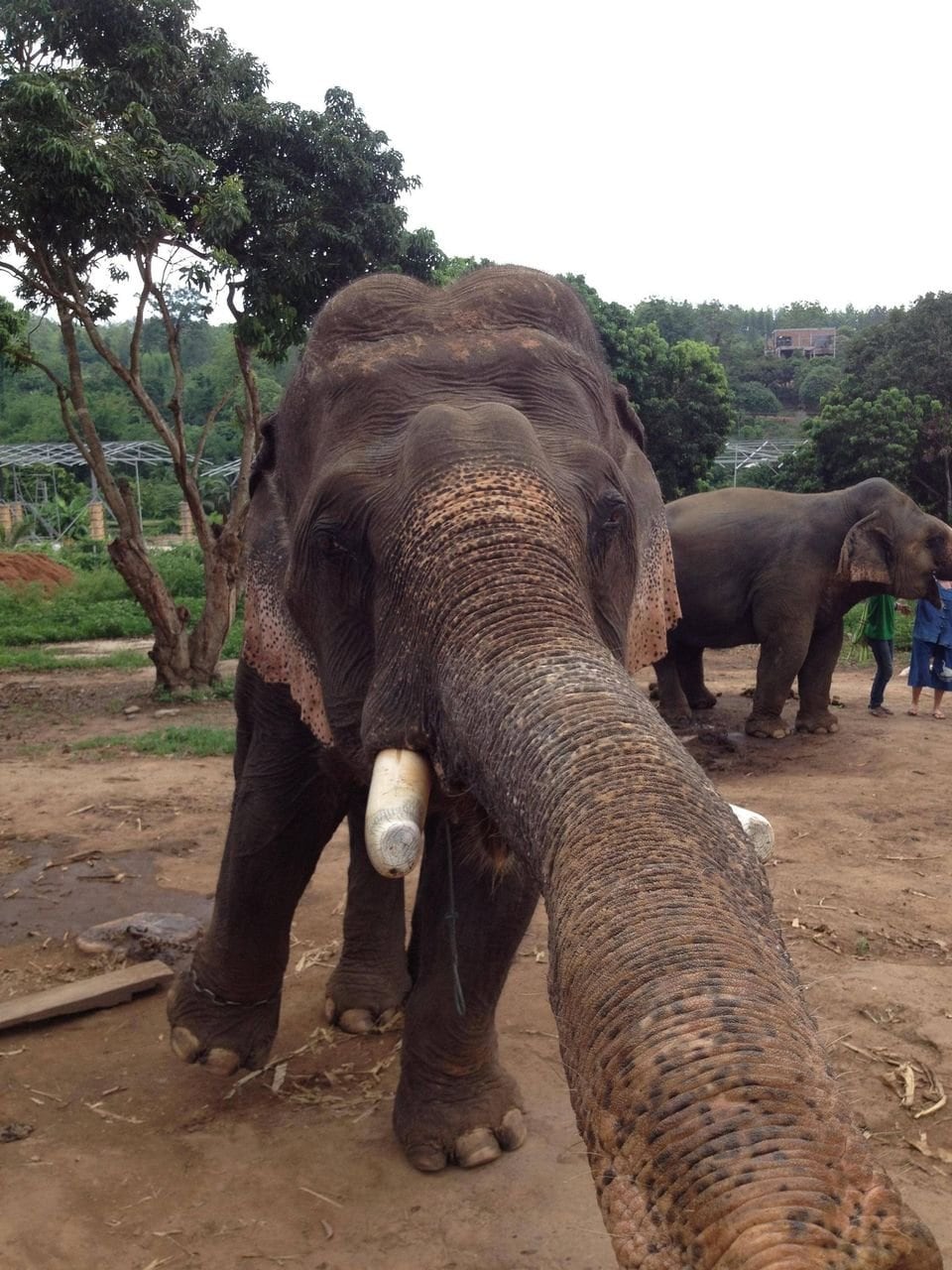 Las mejores selfies de animales. (Foto: Twitter)