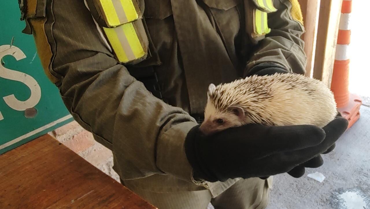 Un erizo fue rescatado por efectivos de Gendarmería Nacional, luego de inspeccionar un camión de carga internacional en Uspallata, Las Heras, Mendoza.