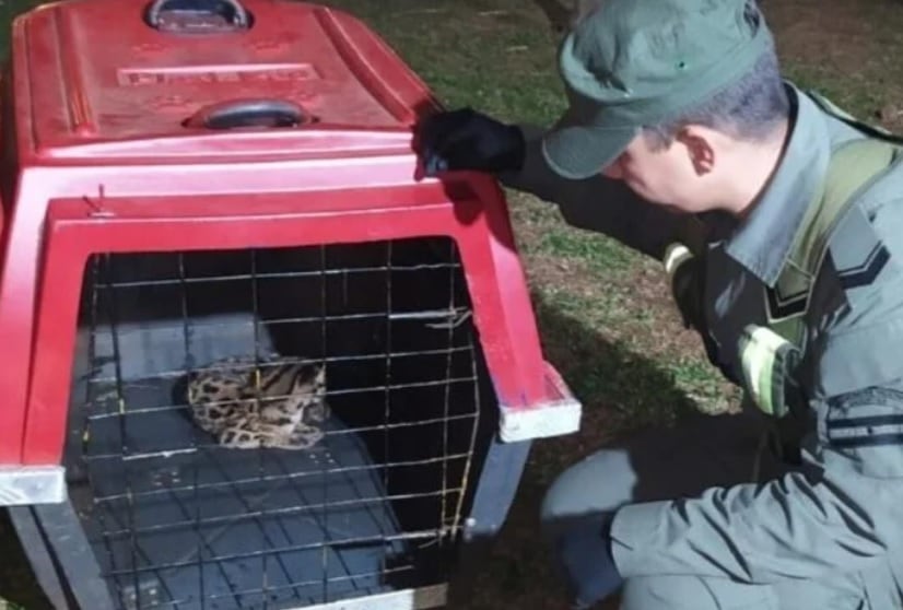 Oberá: pusieron a resguardo un gato onza bebé herido.