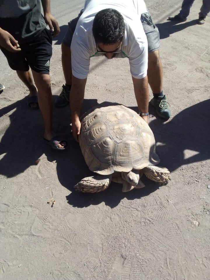 Fue hallada una tortuga gigante en pleno centro de San Rafael.