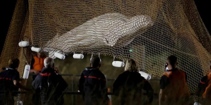 Pese a los esfuerzos de rescate, la ballena murió casi una semana después.