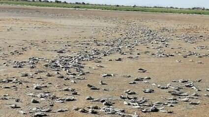 Crisis hídrica, desapareció una laguna y crece preocupación en Mendoza. Laguna Las Salinas.