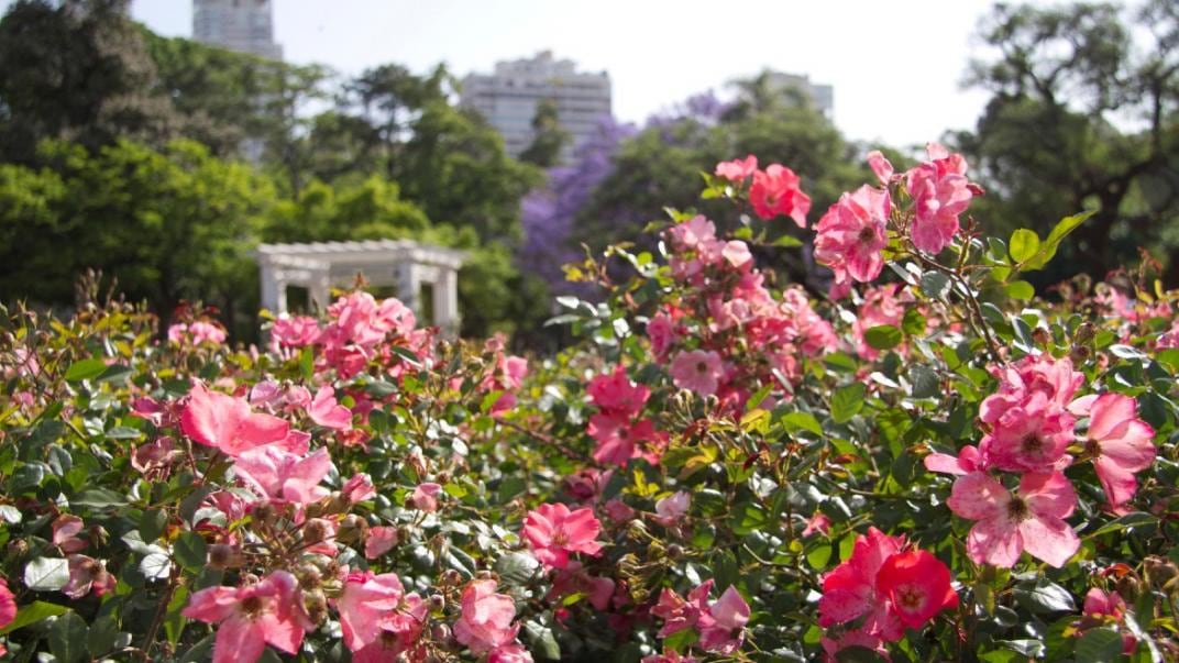 El rosedal es uno de los lugares más icónicos de Palermo. (Buenos Aires Ciudad)