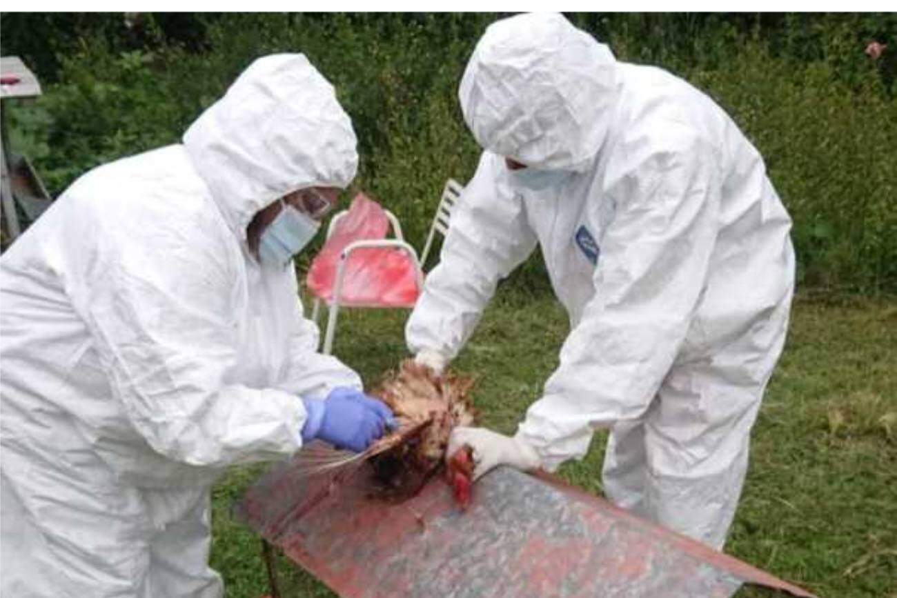 GRIPE AVIAR. Detectan nuevos casos en aves traspatio en Córdoba y extreman los controles. (Gentileza Senasa)