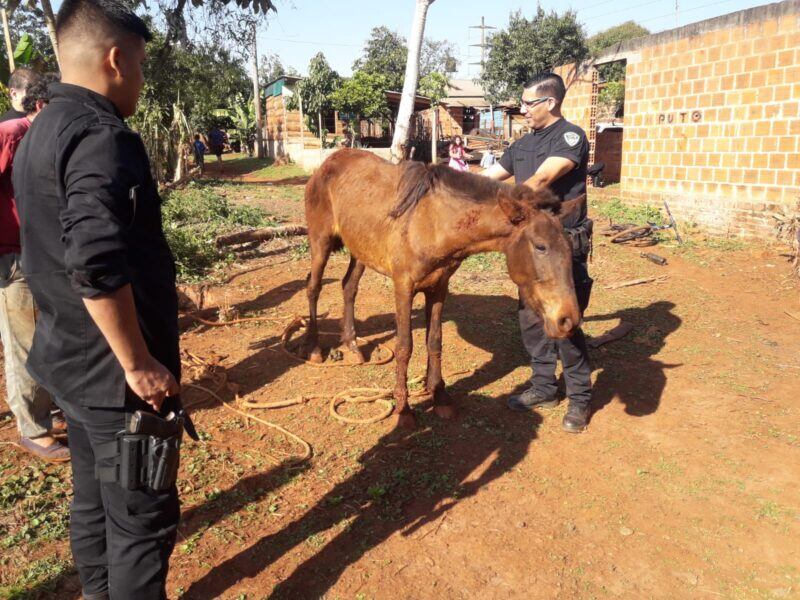 Eldorado: rescatan a un caballo que cayó a un pozo.