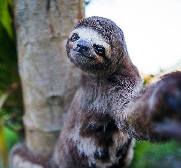 Las mejores selfies de animales. (Foto: Twitter)