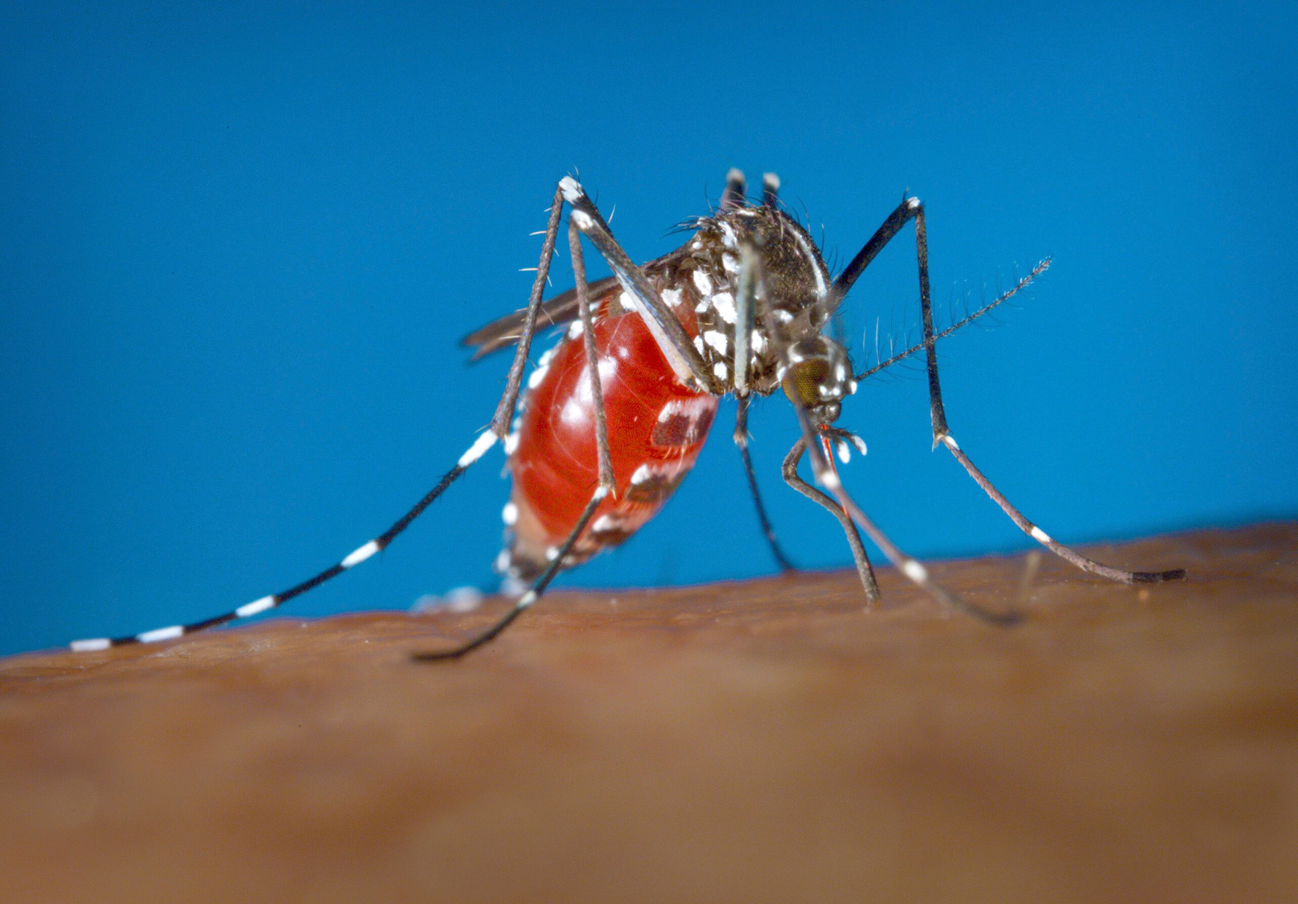 Un mosquito Aedes albopictus sobre un ser humano. Foto entregada por los Centros para el Control y la Prevención de Enfermedades de Estados Unidos en el 2003.  (James Gathany/ Centros para el Control y la Prevención de Enfermedades via AP)