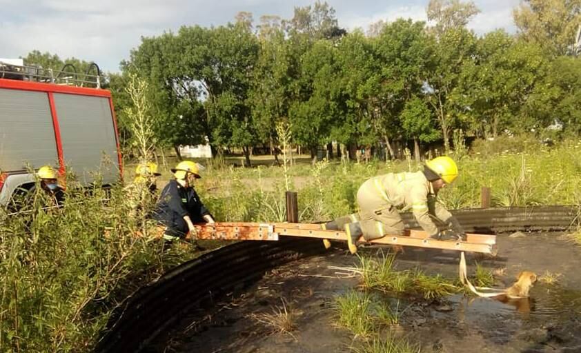 Bomberos de Basavilbaso rescatan un perro caído en un depósito de brea