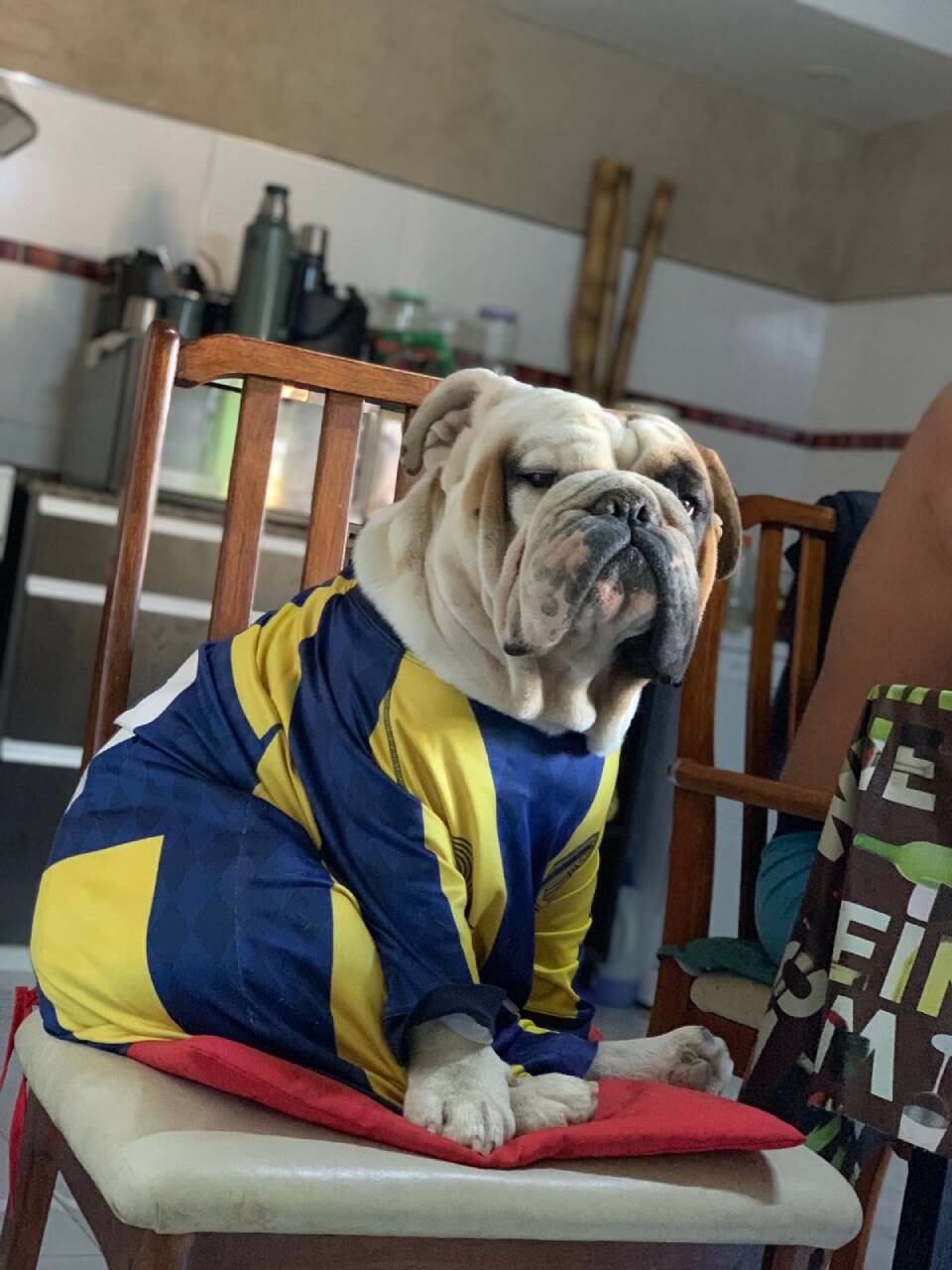 Un hincha de la Academia le puso la camiseta azul y amarilla a su enorme mascota.