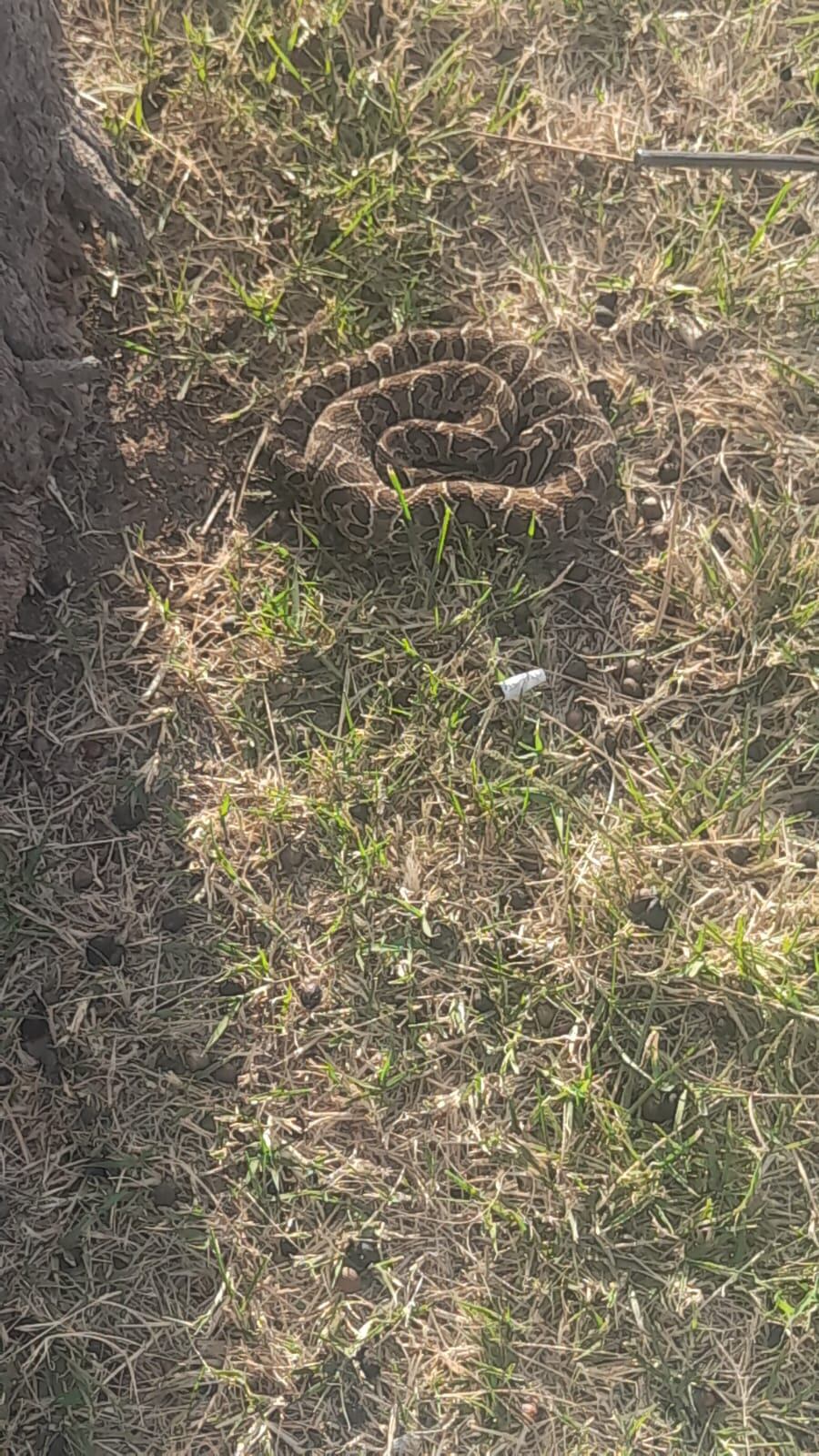 Estaban en el Festival de la Nutria y se les apareció un peligroso animal.